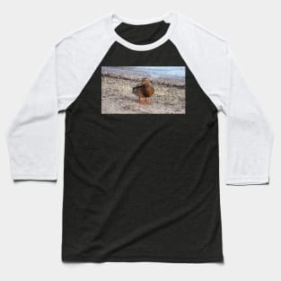 Female Mallard Duck On a Beach Baseball T-Shirt